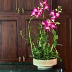 Purple orchids in large sophisticated cement pot